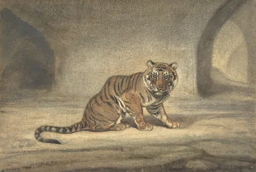 Tiger, 1810-75
