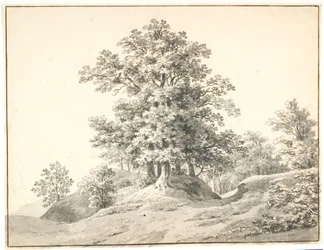 Landschaft mit großen Bäumen an der Elbe. Buxtehude