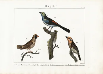 Bartvogel, Webervogel und Paradiesfliegenschnäpper