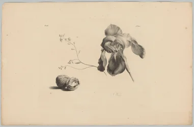 Amaryllis und Walnüsse