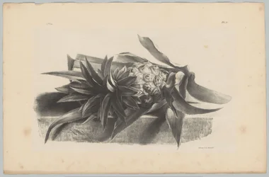Ananas (Blumen- und Fruchtstudien, 3. Folge)