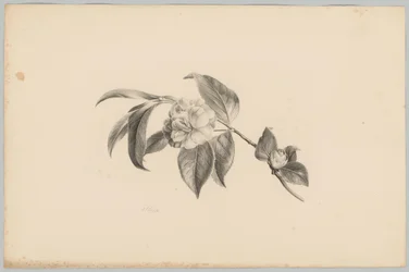 Blumen