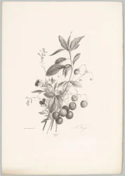 Blumen, Erdbeeren und Kirschen