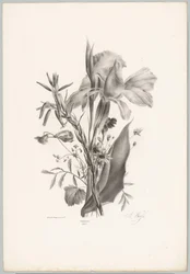 Diverse Blumen
