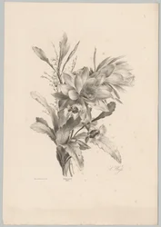 Verschiedene Blumen