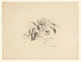 Verschiedene Blumen