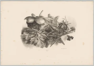 Passionsblumen und Blätter