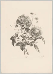 Rose und nelkenartige Blume