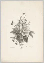 Rosen, Nelken und Fuchsien