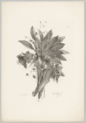 Stern- und glockenförmige Blumen