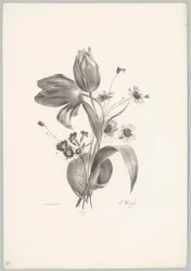 Tulpen und Margeriten