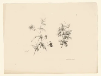 Zwei Blumen