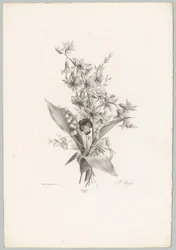 Veilchen und Hyazinthen- und Glockenblumen