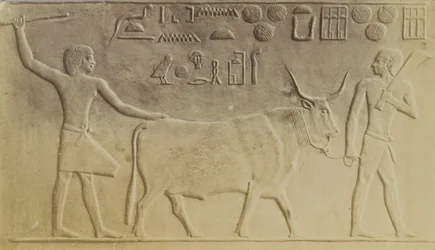 Heiliger Stier in Saqqara