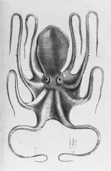 Illustration aus "Aquatilium animalium historiae, liber primus" von Ippolito Salviani, 1554