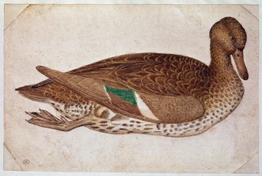 Weibliche Krickente, schwimmend, im Profil nach rechts. Zeichnung von Pisano Antonio di Puccio dit il Pisanello (1380-1455), ca. 1430-40. Aquarell, braune Tinte, schwarzer Stein, Feder, weiße Flächen. Louvre, Kabinett der Zeichnungen