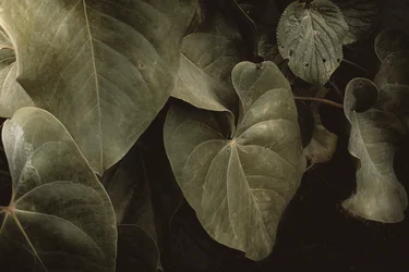 Anthurium Andraeanum, XVI e, Petrópolis, Rio de Janeiro, Brasilien, 2025