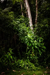 Mantiqueira LII, 2021