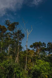 Mantiqueira XLVI, 2021