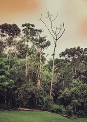 Mantiqueira XLV, 2021