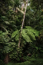 Mantiqueira XXXIV, 2015