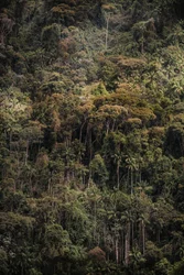 Mantiqueira XXXV, 2015