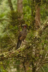 Penelope Obscura, 2024