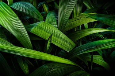 Tropische Gärten II, Rio de Janeiro, Brasilien, 2024