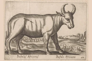 Afrikanischer Büffel