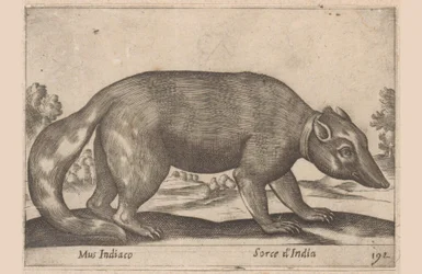 Indische Maus, Birmanischer Frett-Dachs, Tiere und Fabelwesen, Nova raccolta de li animali piu curiosi del mondo
