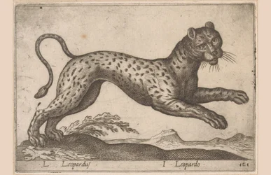 Leopard