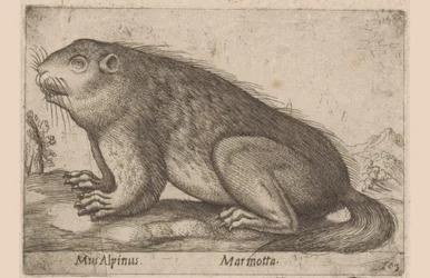Murmeltier (Serientitel: Dieren en fabelwezens, Nova raccolta de li animali piu curiosi del mondo)
