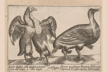 Missgestaltete Gänse