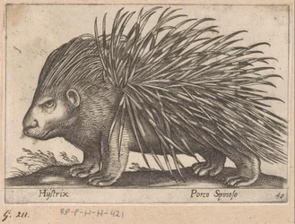 Stachelschwein Hijstrix/ Porco Spinoso Tiere und Fabelwesen (Serientitel) Nova raccolta de li animali piu curiosi del mondo (Serientitel)