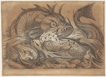 Zwei kämpfende Fische