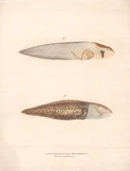 Nr. 5 und Nr. 6 in den 8 Wachstumsstadien des Surinam-Frosches