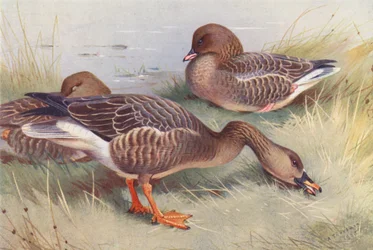 Saatgans, Kurzschnabelgans