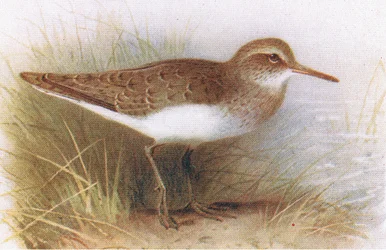 Flussuferläufer, aus Vögel der Britischen Inseln und ihre Eier, veröffentlicht von Frederick Warne & Co Ltd, 1958