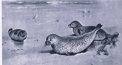 Gewöhnliche Robbe, Natur in Großbritannien