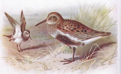 Alpenstrandläufer (Sommer und Winter), aus Vögel der Britischen Inseln und ihre Eier, veröffentlicht von Frederick Warne & Co Ltd, 1958