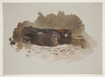 Adler im Nest, ca. 1915