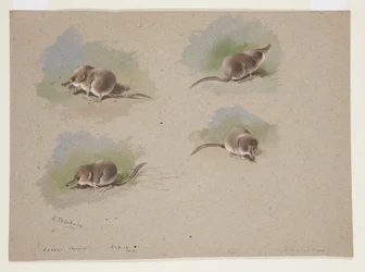 Vier Vignetten der Zwergspitzmaus, ca. 1915