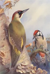 Grünspecht, Buntspecht (unreif)