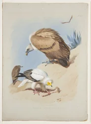 Gänsegeier und Schmutzgeier, ca. 1915