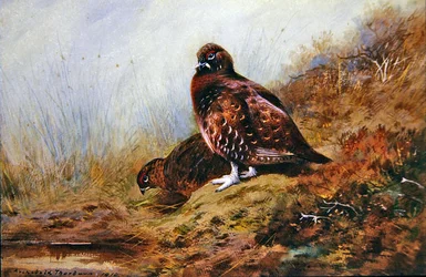 Moorhuhn