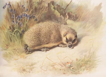 Igel, aus Thorburns Säugetiere, veröffentlicht von Longmans and Co, ca. 1920