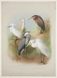 Reiher und Silberreiher, ca. 1915