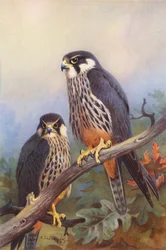 Baumfalke (männlich und weiblich)