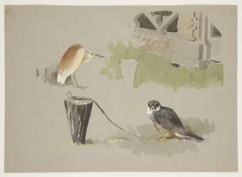 Männlicher Baumfalke angebunden und Squarro-Reiher, ca. 1915