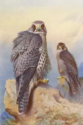 Isländischer Falke, Gerfalke (Farblithographie)